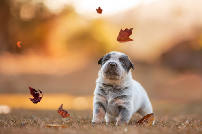 #41 The most perfect picture for an adorable pup.