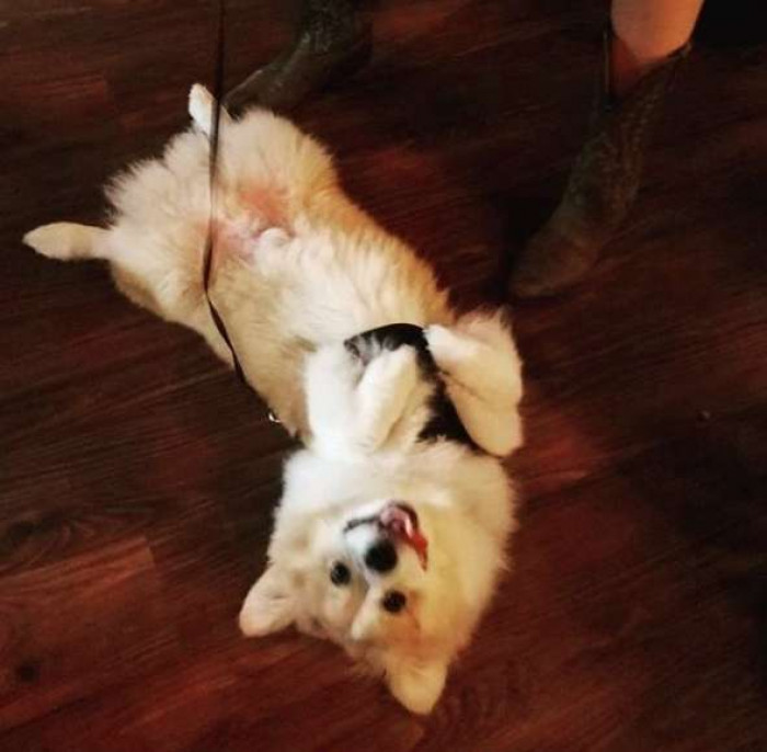 Max the Corgi!