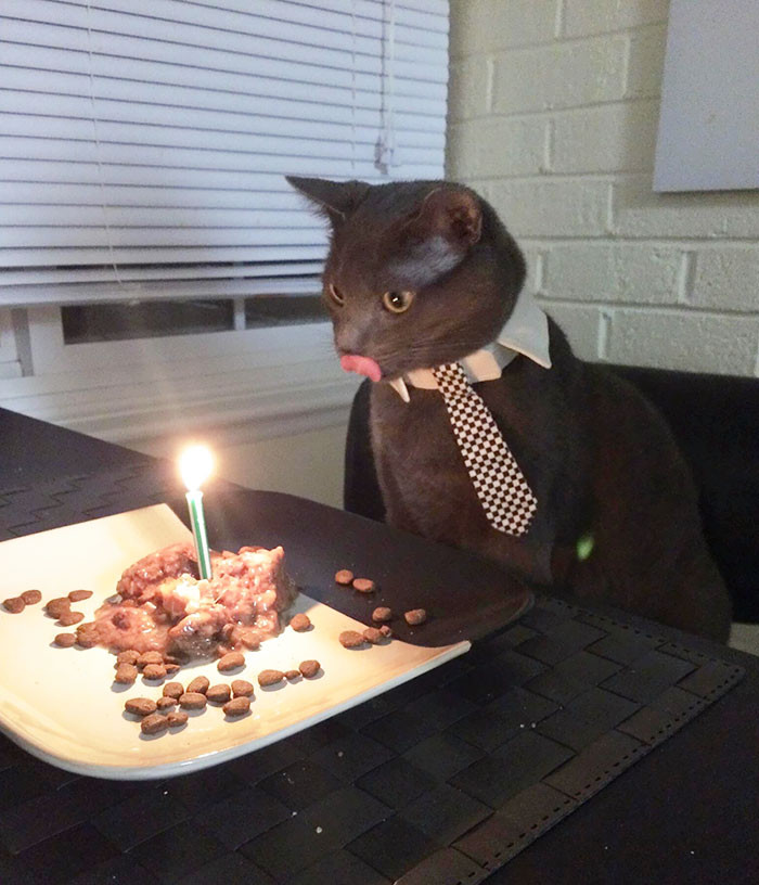 15. “My cat Nimbus celebrating his birthday like a gentleman.”