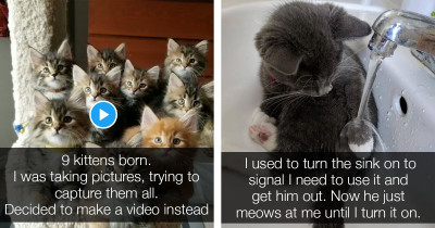 Hilarious Reddit Cat Posts That Are Guaranteed To Make You Smile
