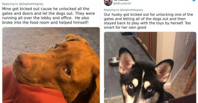 32 Owners Shared The Funniest Reasons Dogs Got Kicked Out Of Daycare