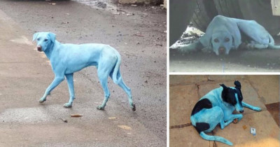 These Stray Dogs Are Being Dyed Blue Thanks To This Irresponsible Industrial Company