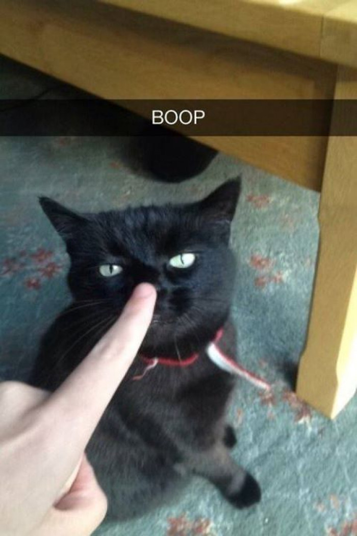 16. Boop!