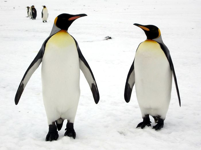 #21 Penguins Not Only Mate For Life, They Will Also Spend Time To Find A Beautiful Pebble For Their Mate And Then 