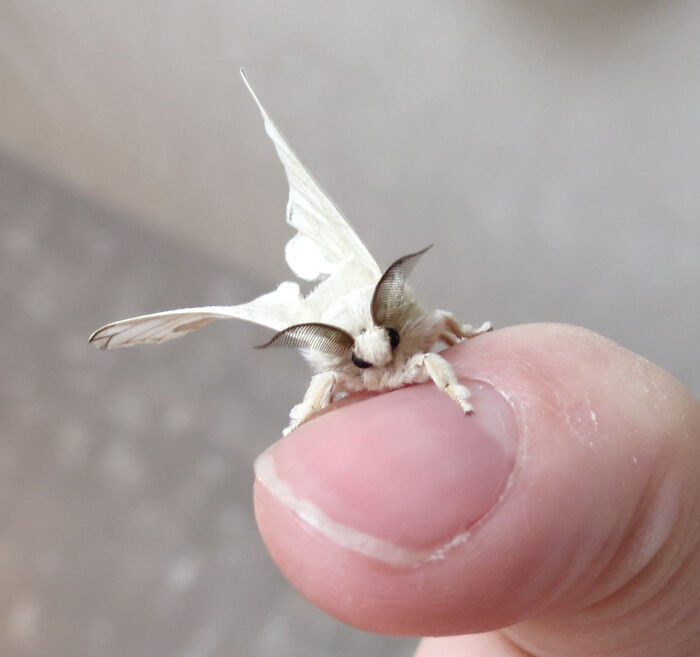 31. This Silkworm Hatched Today And It's Adorable