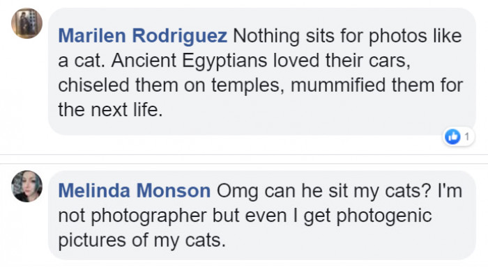 Comment thread screenshot about hiring a photographer for cat care, humorous tone