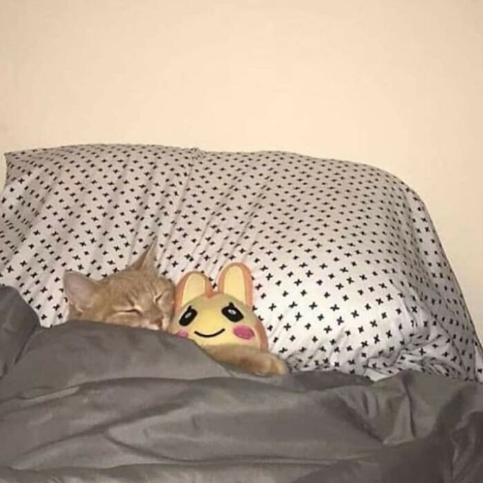 18. This side of the bed and the plushie belongs to this cat.