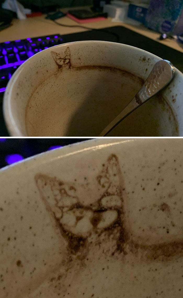 "My Wife’s Hot Chocolate Was Visited by a Mysterious Cat"