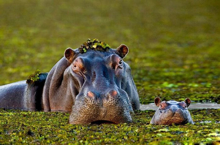 12. Mama and baby Hippo posing for a photo