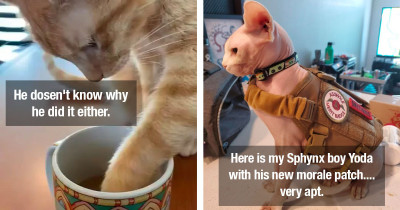 Cats Lately Who Were So Funny and Adorable They Just Need to Be Seen