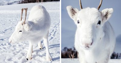 While Hiking In Norway, A Man Takes Photos Of Extremely Rare White Baby Reindeer