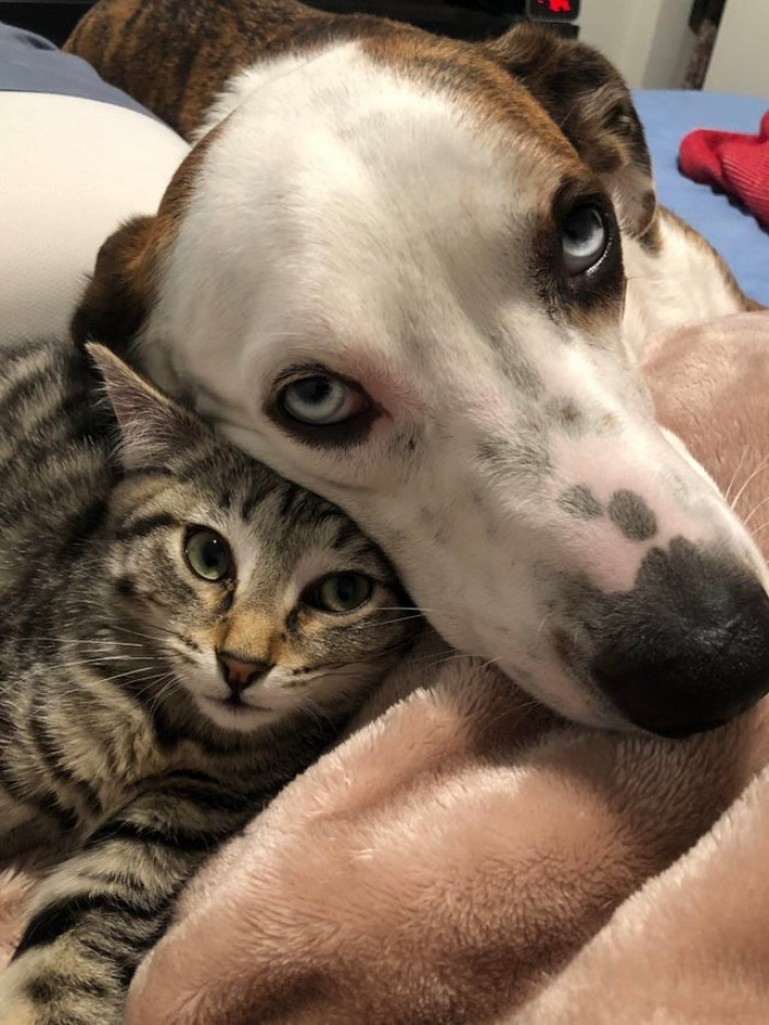 19. "My girlfriend has barely had the kitten for two weeks; this was her and my dog last night."