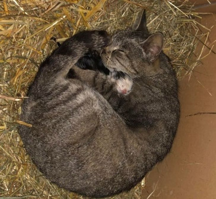 8. Momma cat cuddling with her newborn.