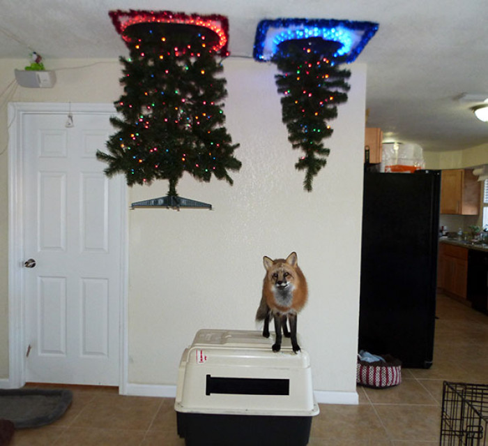 #1 The Best Way I Could Put Up A Christmas Tree With A Fox In The House