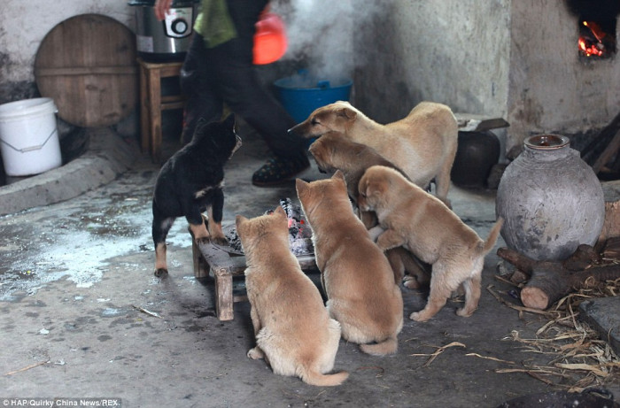 Dogs getting close to the fire to warm themselves