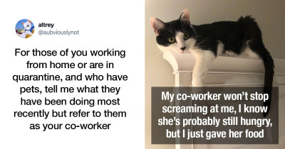 These Tweets Show That Referring to Your Pet as Your Coworker Is the Hilarity We Need in These Tough Times