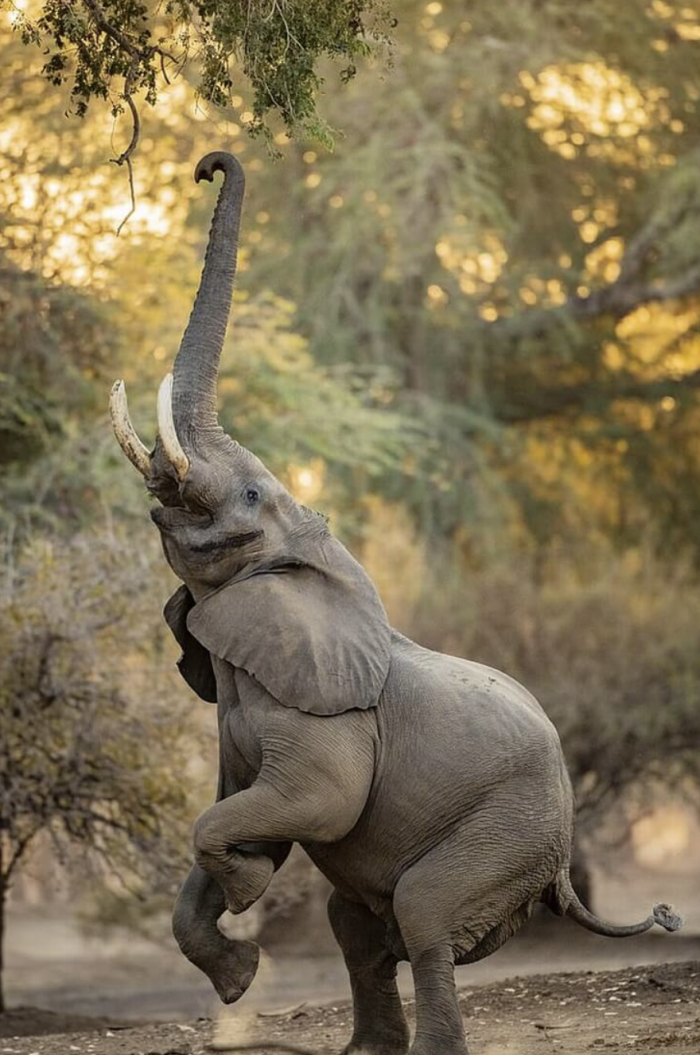 And the reach begins