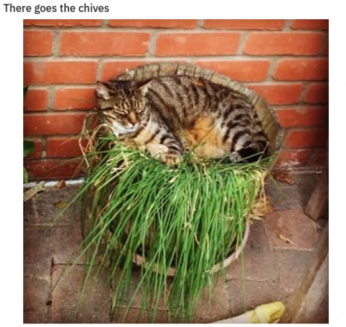 1. These chives might taste catty.