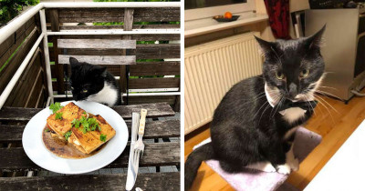 Adorable Cat Decided He Deserves A Seat At The Dinner Table