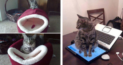 Absolutely Hysterical Examples Of How Cats Process Logic