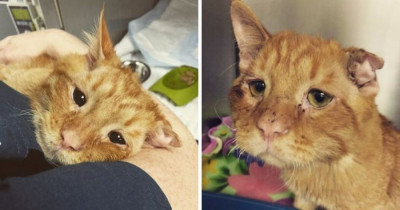 World's Saddest Cat Was Set To Be Euthanized Until Something Changed