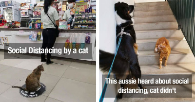 These Animals Are Following Social Distancing Rules Better Than Humans