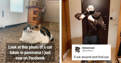 Hysterical Cat Photos and Cat Videos You Absolutely Need to See Right Meow