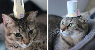 Adorable Cat Models Cute Hats To Attract Potential Adopters