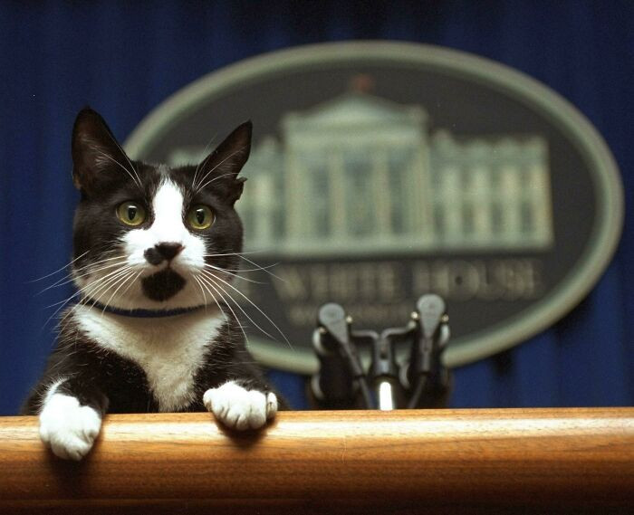 21. The cat, Socks peers in the White House briefing room in 1994