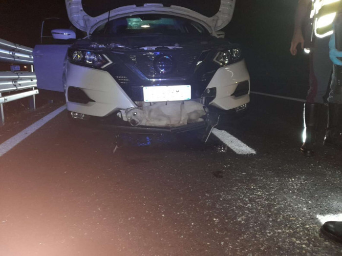 The dog has not only survived but got stuck in the front grille of the car, thus preventing him from sustaining serious injuries.