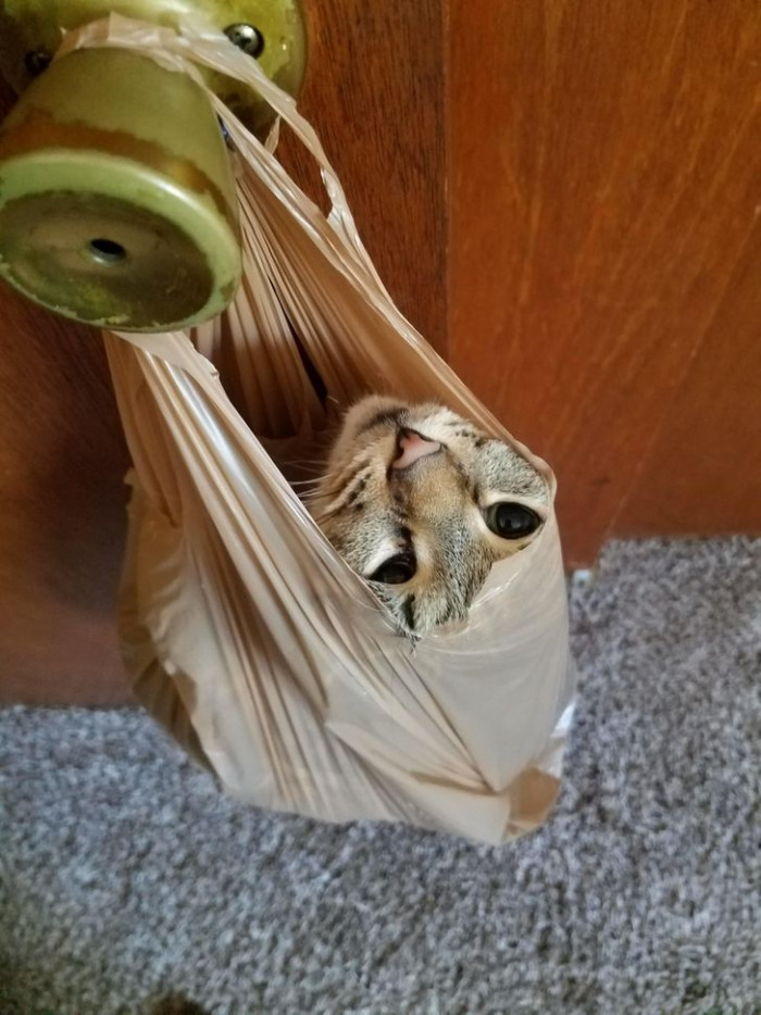 22. Just relaxing in a grocery bag.