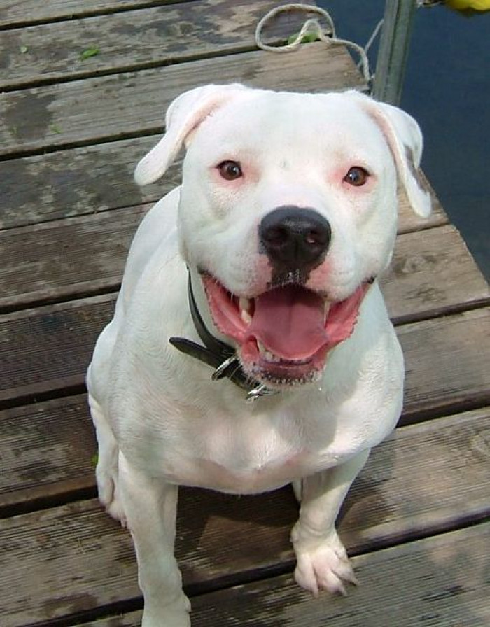 11. American Bulldog