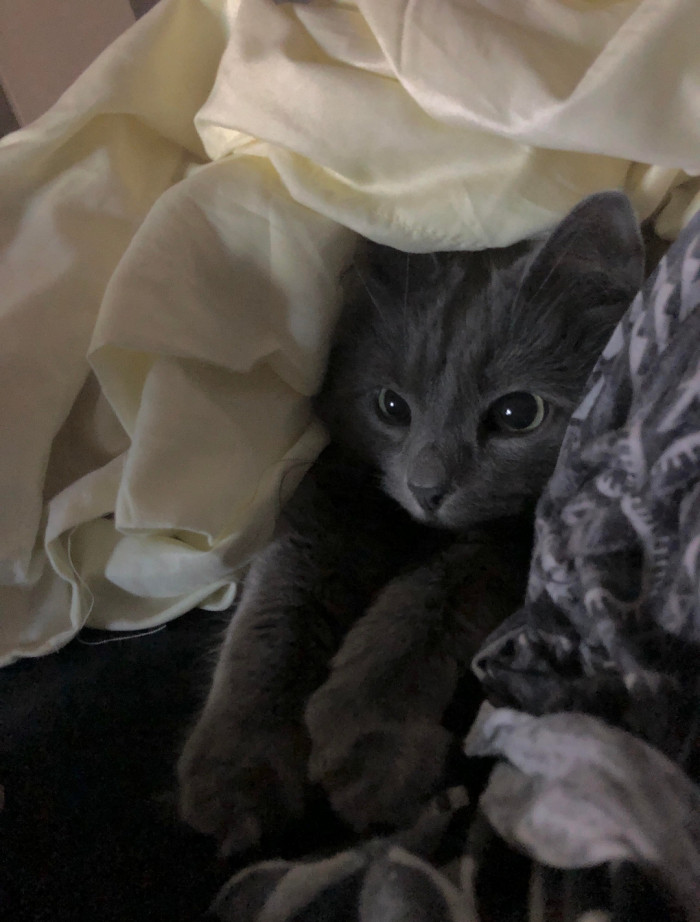 Chi is not a kitten anymore, but she sure looks like one.