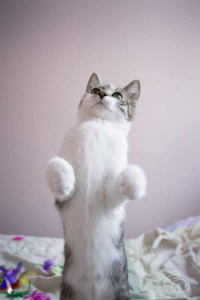 10 Cats Through the Eyes of a Professional Photographer