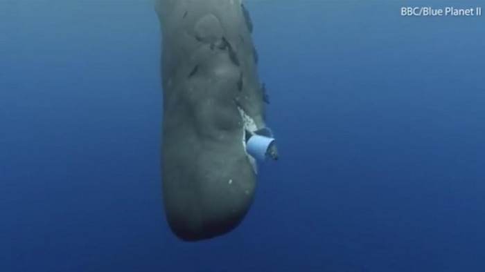 Sperm whale carcass on beach sand, highlighting ingestion of plastic debris.