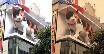 Hyper-Realistic 3D Cat Billboard In Tokyo Is Taking The World By Storm