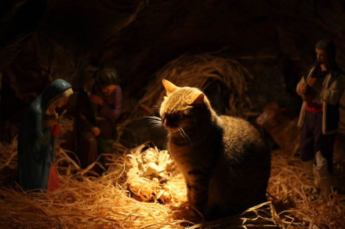 4. "This Cat Found A Place To Sit And Wasn't Bothered At All By The Crowd Of People Photographing It"