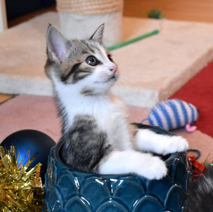 Holiday decorations and the reunited cat together, celebrating her return.