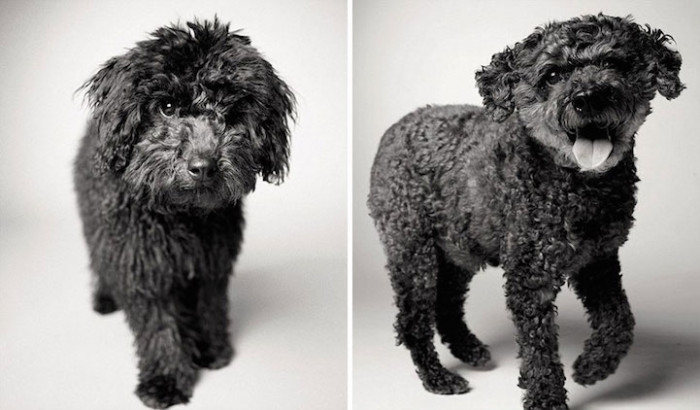 12. Rufus, 6 months and 13 years.