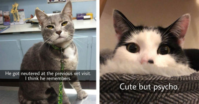 Cats Who Are Totally Oblivious to How Funny and Cute They Are