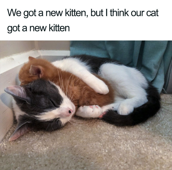 1. Whose kitten is it?