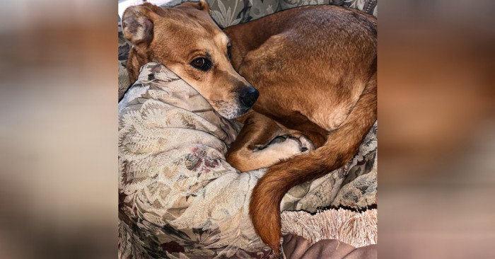 Devastated scared puppy at shelter, then shown with toys and bedding