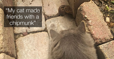 Lovely Kitten Allows Chipmunk to Nap on Its Fur, and They Went from Nap Buddies to Best Friends!