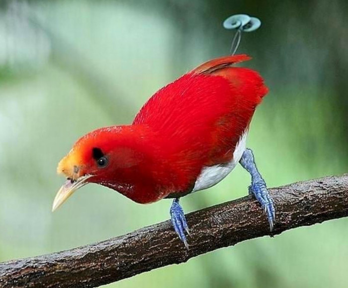 A bird-of-paradise lives 5-8 years in the wild and up to 30 years in captivity.