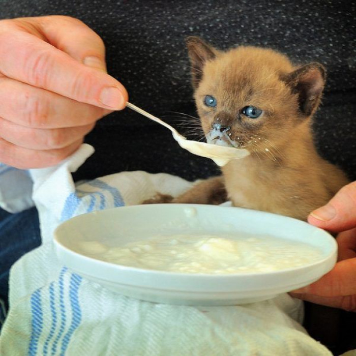 2. Hungry little kitten getting fed with a spoon