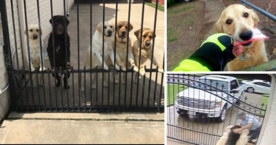 Security Camera Captures What This Mailman Does to One Man's Dogs