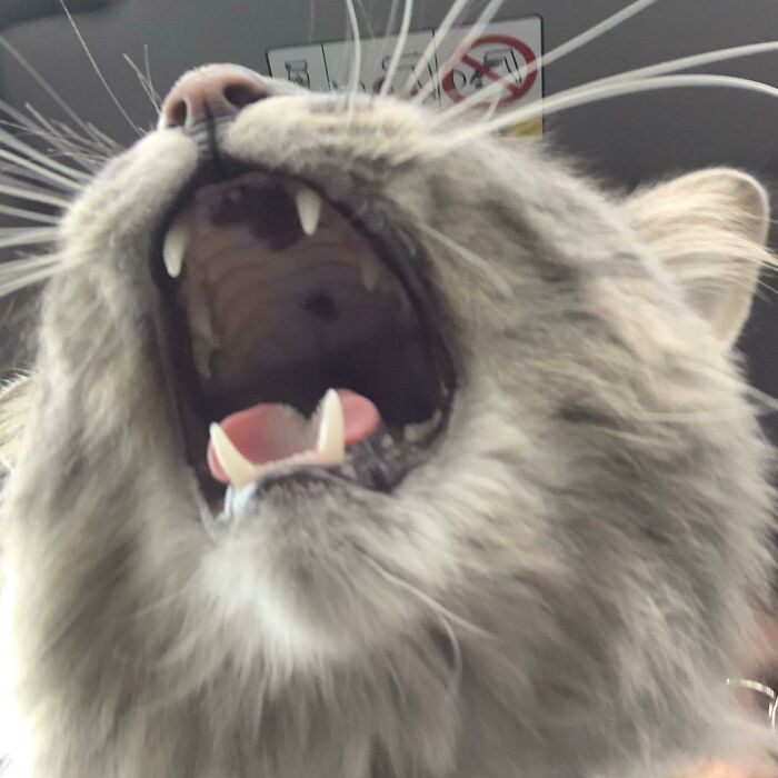 2. Today In Images You Can Hear: My Cat Kenzo Going To The Vet