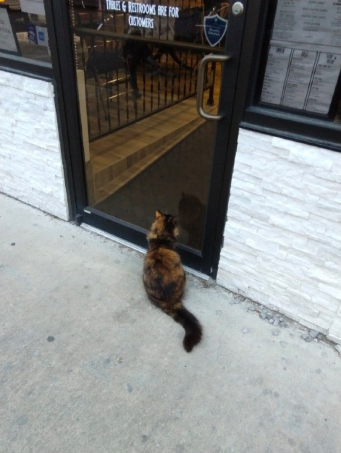 Here is the cat, sitting and looking longingly inside the cafe she isn't allowed in.