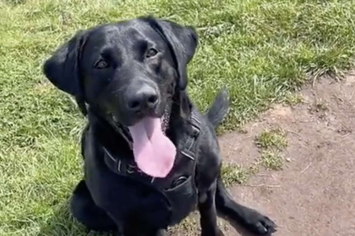 This is Bounder. He loves making new friends and playing fetch.