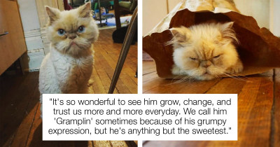 Ten-Year-Old Shelter Cat Finds A Loving Home Again